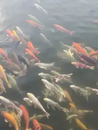 在武漢,週末不知道去哪兒玩,來東湖就對了