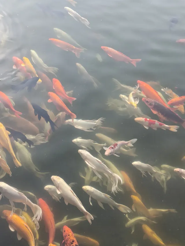 在武漢,週末不知道去哪兒玩,來東湖就對了 在武漢,週末不知道去哪兒玩,來東湖就對了