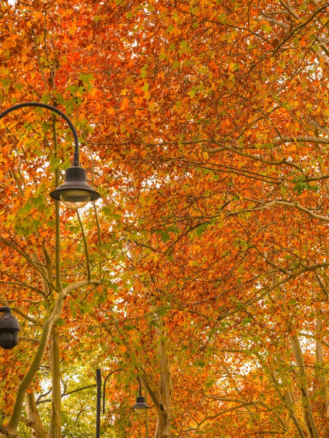 12.3的東湖殺瘋了!分享一條油畫感騎行路線 12.3的東湖殺瘋了!分享一條油畫感騎行路線