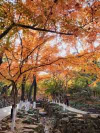 上海1小時直達,虞山真的太香了!