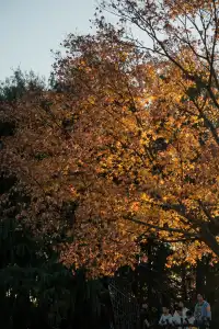 上海辰山植物園|去過超十次,還是想去!