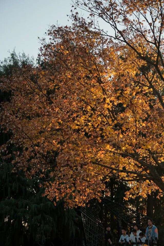上海辰山植物園|去過超十次,還是想去! 上海辰山植物園|去過超十次,還是想去!