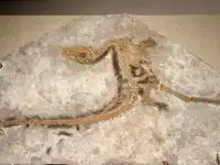 恐龍展抽獎只剩最後1天,衝啊!