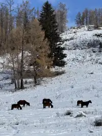 淡季的喀納斯簡直是人間理想!!附攻略