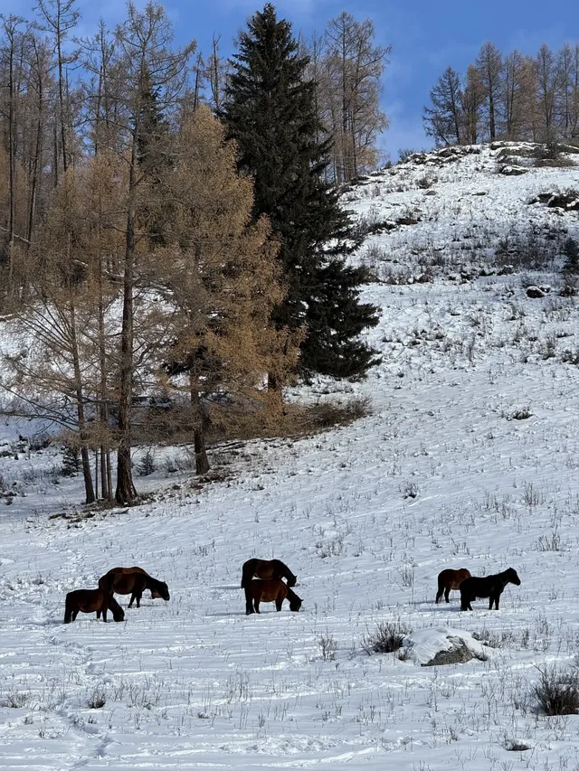 淡季的喀納斯簡直是人間理想!!附攻略 淡季的喀納斯簡直是人間理想!!附攻略