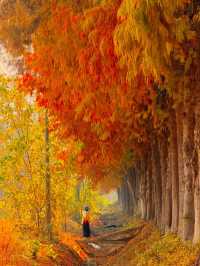 citywalk 狂喜藏在市區的金色森林