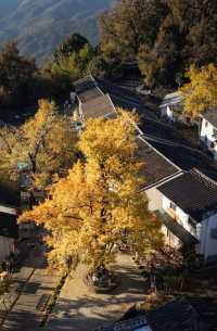 廈門周邊賞秋指南｜錯過本地銀杏？泉州尤溪藏著限定鎏金浪漫