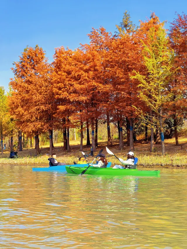 上海秋冬限定浪漫!劃進緋紅水杉秘境裡… 上海秋冬限定浪漫!劃進緋紅水杉秘境裡…
