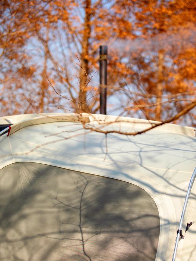 【上海1h直達·湖邊水杉秘境露營地】 【上海1h直達·湖邊水杉秘境露營地】