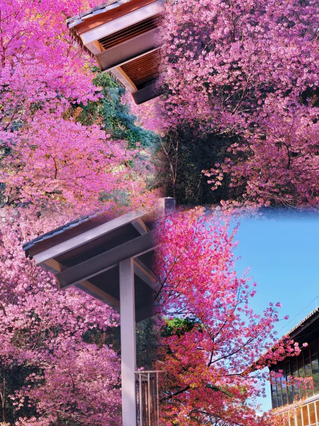 ดอกซากุระฤดูหนาวที่เขาซีซานคุนหมิง สวยจนพูดไม่ออก!