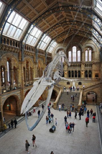看藍鯨懸於蒼穹｜3小時逛完倫敦自然史博物館