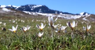 氷を突き破り咲き誇る頂氷花、新疆の春の使者が春の訪れを告げる