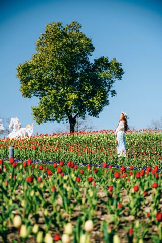 Besides the Bund and Daning, Shanghai has even more beautiful tulip fields