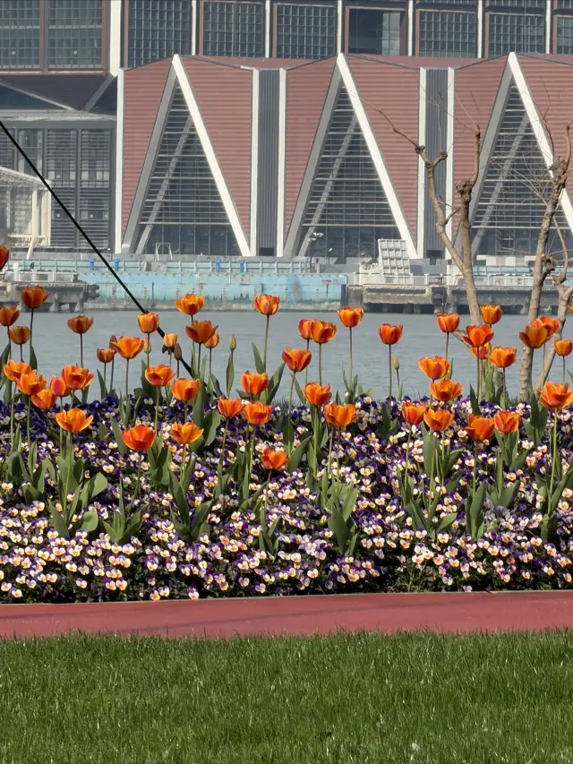 Shanghai's springtime limited pink flower sea along the Huangpu River is stunningly beautiful!