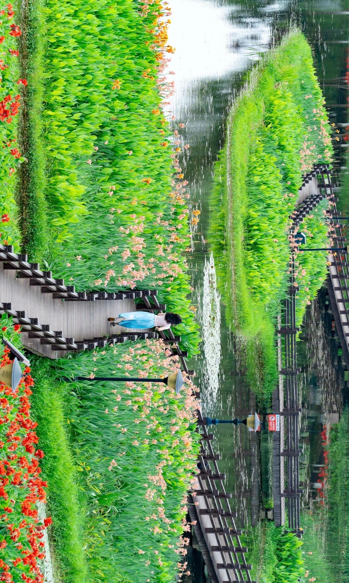 6月の必訪スポット！松雅湖の絵画のような花海が絶景で登場～ | Trip 