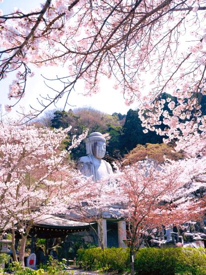 Japan's most beautiful cherry blossom great Buddha at Nara's