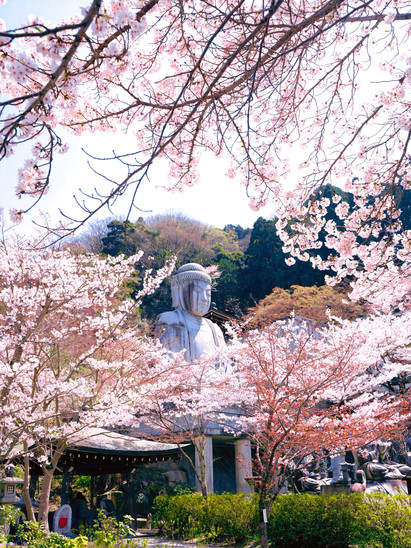 Japan's most beautiful cherry blossom great Buddha at Nara's
