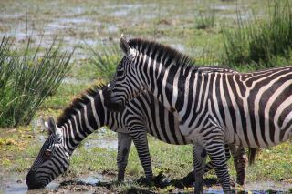 A Magical First Safari Experience