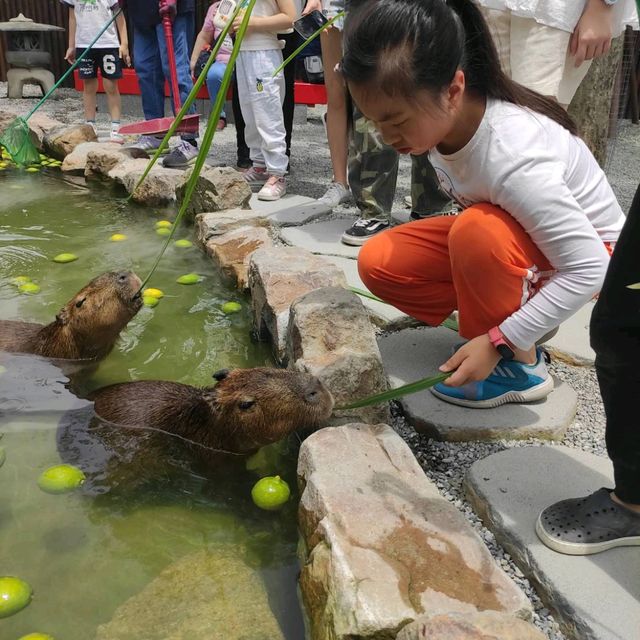 張美阿嬤農場水豚君梅花鹿好療癒