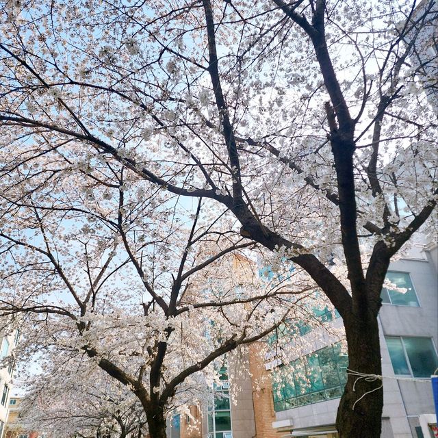 은근 벚꽃들이 이쁘게 펴있는 서울숲공원을 가보자~~~