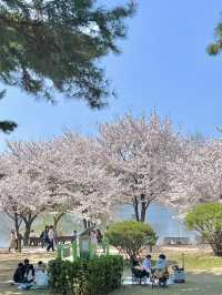 수원 벚꽃명소 🌸만석공원🌸