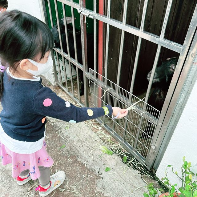 勁放電的小白兔農莊