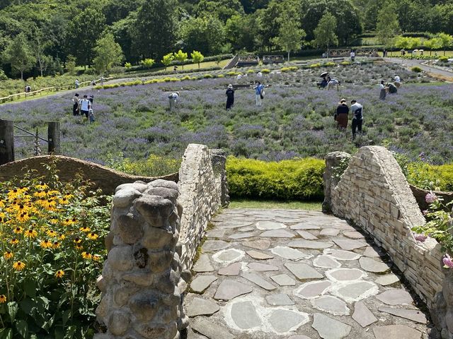 【岡山県】蒜山ハーブガーデンでラベンダー摘み