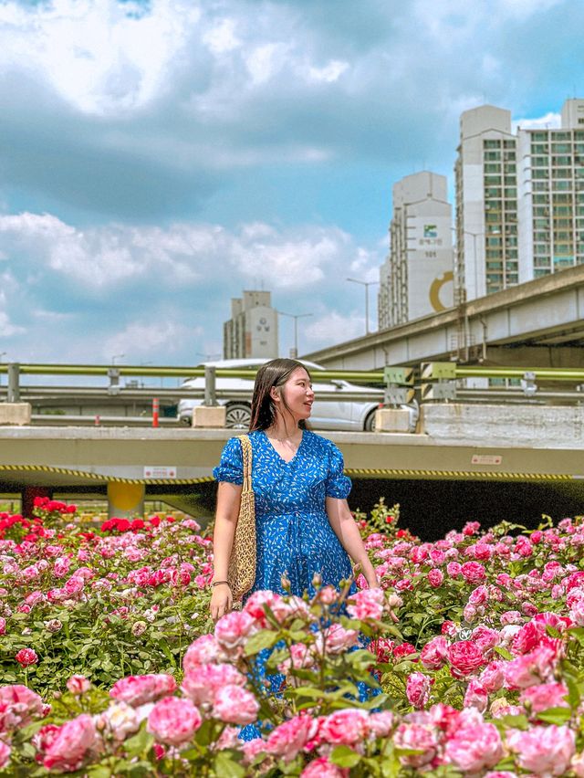 현시각 3가지 꽃을 한번에 볼 수 있는 명소💐