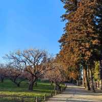 Plum tree garden in March 