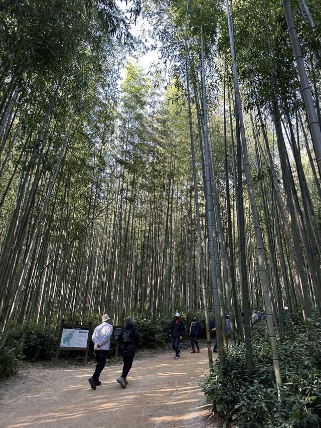 フォトジェニックな竹林でヒーリング