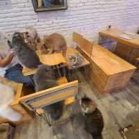 Cozy time at Caturday Cat Cafe