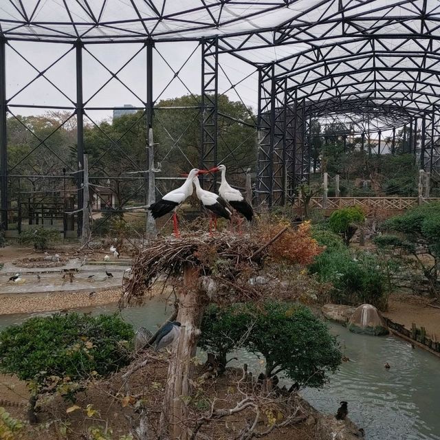 入場料 大人500円！大満足 天王寺動物園