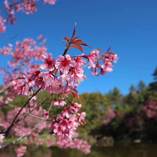 ดอกพญาเสือโคร่งบานแล้วที่เชียงใหม่ 🌸