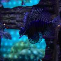 Aquaria KLCC
