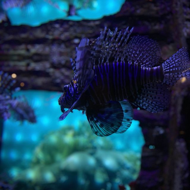 Aquaria KLCC