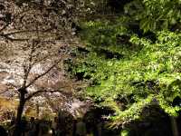 【京都市】五重塔と桜の饗宴🌸