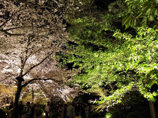 【京都市】五重塔と桜の饗宴🌸