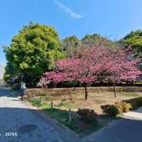 東京木場公園河津櫻