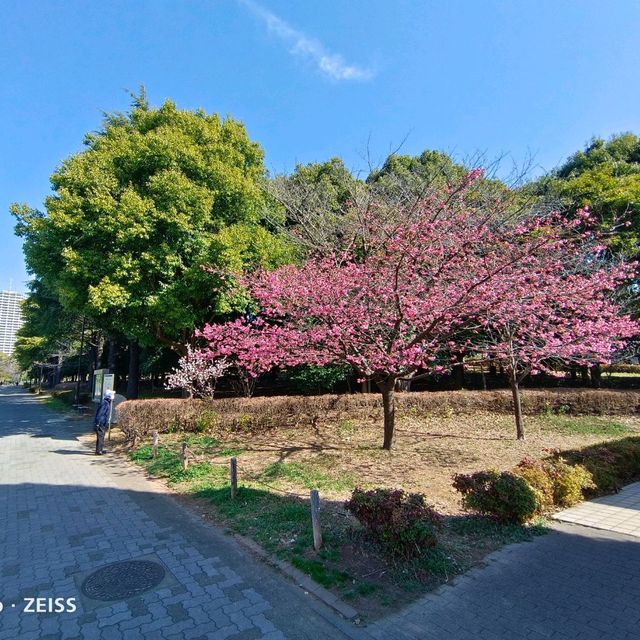 東京木場公園河津櫻