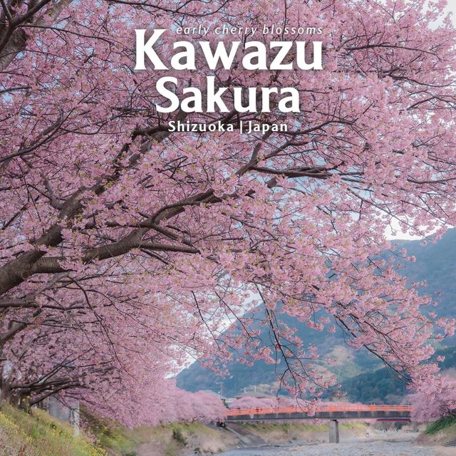 Kawazu Sakura 🌸