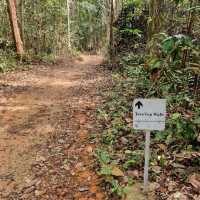 Hiking at Macritchie Nature Trail