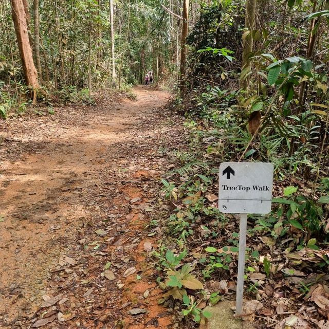 Hiking at Macritchie Nature Trail