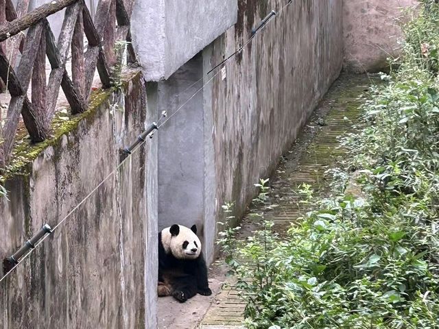 成都｜🐼｜充滿可愛的成都熊貓基地🐼