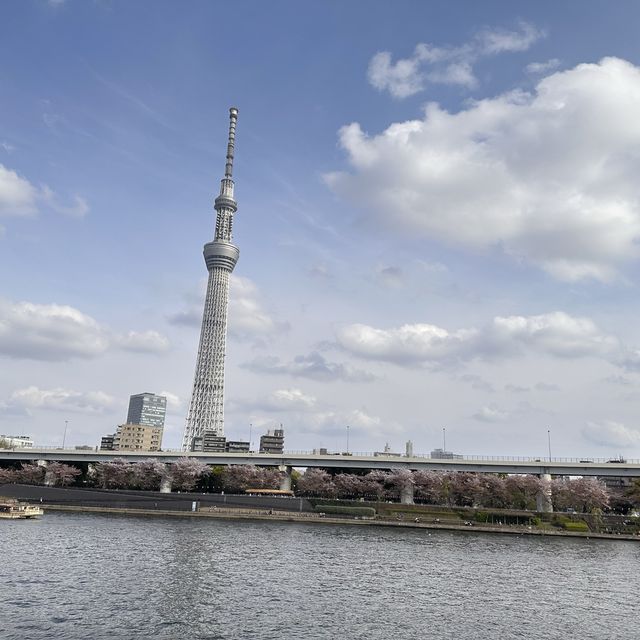 淺草、隅田公園🌸、晴空塔散策