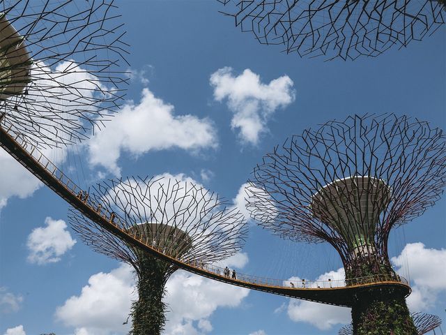 留有一點遺憾的擎天樹之旅