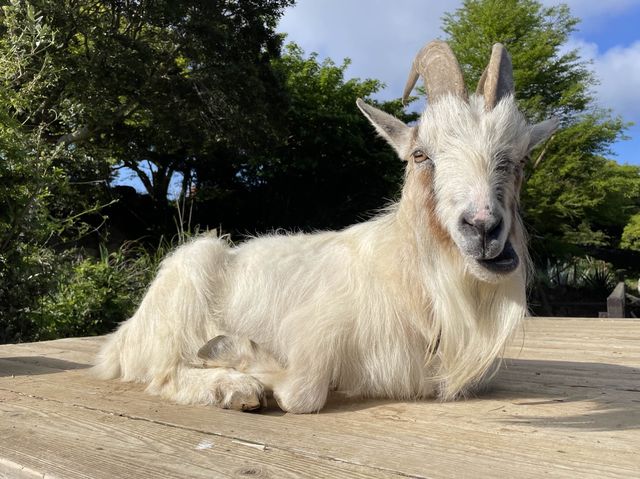 【静岡】一風変わった動植物園