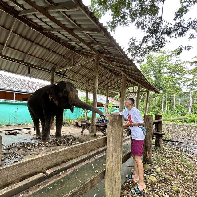 Elephants Farm in Koh Chang, Thailand 