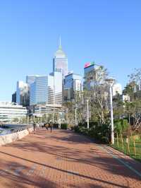Golden Bauhinia Square 🌷✨