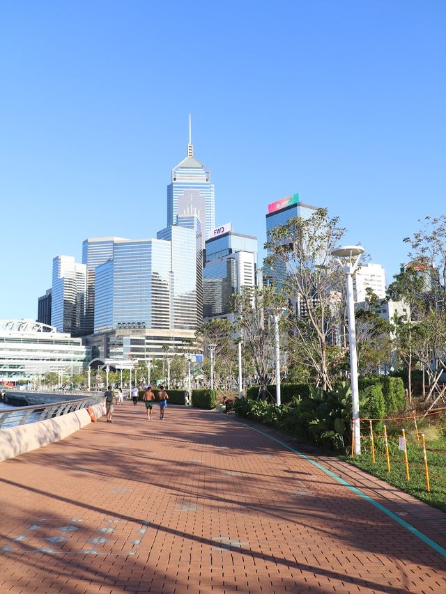 Golden Bauhinia Square 🌷✨ Golden Bauhinia Square 🌷✨