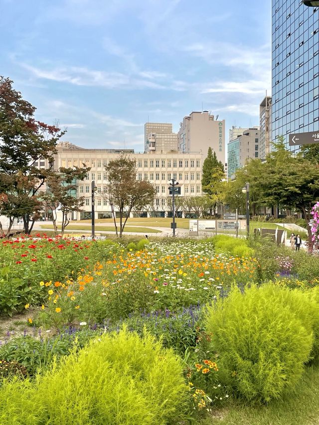 코스모스 밭으로 펼쳐진 인사동 공원, 열린송현 녹지광장🌼